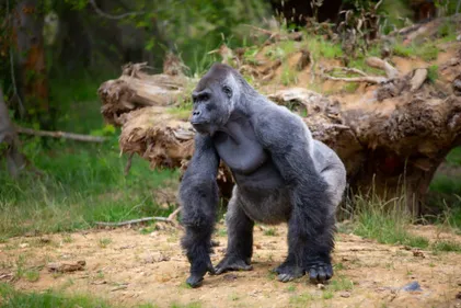 Partez à la découverte du Zoo Safari de Thoiry : les gorilles