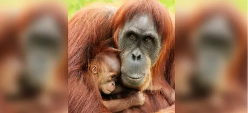 Zoo de la Boissière du Doré : naissance rare d'une orang-outan de...