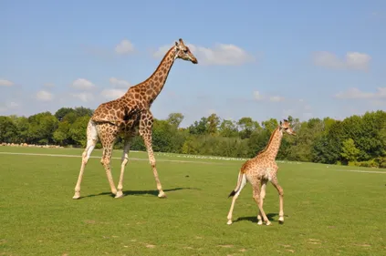 Naissance exceptionnelle à Planète Sauvage : un girafon vient de...