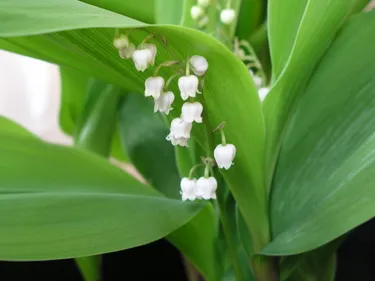 Muguet : 1300 postes à pourvoir dans la région nantaise et le Pays...