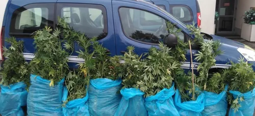 Eure-et-Loir : les gendarmes débusquent une culture de cannabis