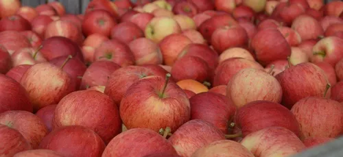 Cueillette des pommes : le millésime 2018 sera bon mais rare