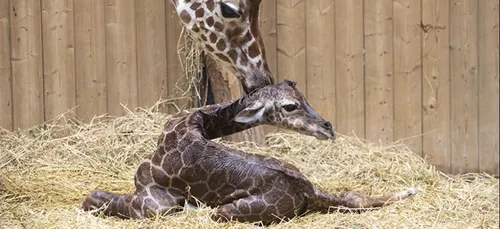 [VIDEO] L'impressionnante naissance d'un girafon au ZooParc de Beauval