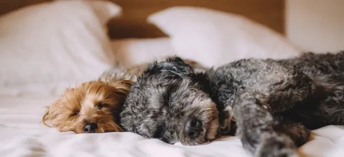 Dormir avec son chien aide à lutter contre l’insomnie