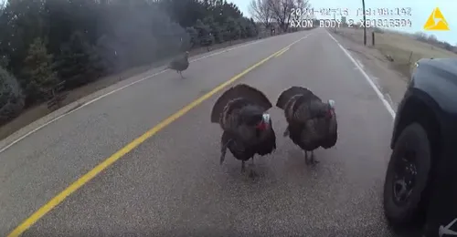 Le "lol" du jour : Un policier fait face à trois dindons