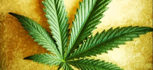 Un nouveau métier : Testeur de cannabis !