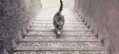 Illusion d'optique : Après la robe, le chat !