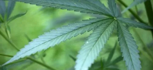 Plus d'une tonne de cannabis retrouvé dans une camionnette...