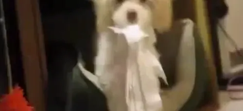 Un chien pris la main dans le sac... Sa réaction est surprenante !...