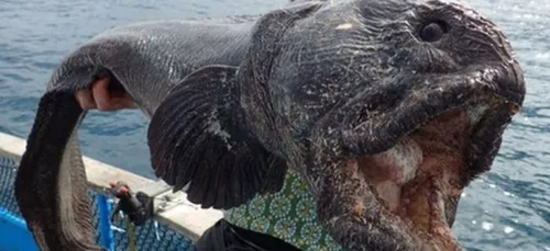 Un énorme poisson de deux mètres pêché près de Fukushima !