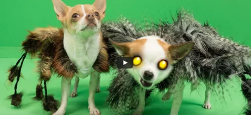 Le chien déguisé en araignée revient en force !