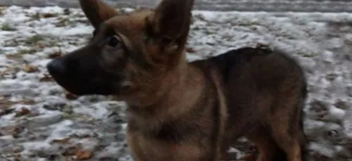 La Russie offre un chien à la France en hommage à Diesel !