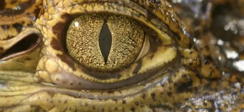 Comment des dealers font surveiller leur butin par des crocodiles !