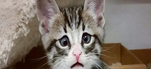 Insolite : Bum le chaton au regard inquiet ! (vidéo)