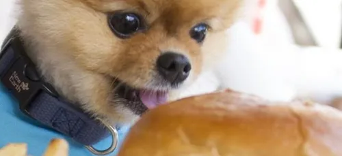 JiffPom : Le chien le plus mignon du monde qui se la pète sur...