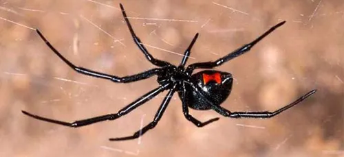 Il se fait mordre les testicules par une araignée venimeuse aux...