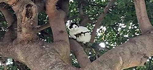 La police appelé pour arrêter un chat armé d'un fusil d'assaut