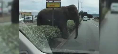 Clermont-Ferrand: échappé du cirque, cet éléphant se promène en...