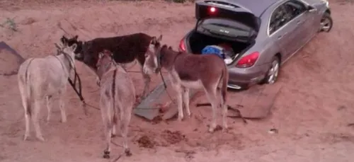 Afrique du Sud: les contrebandiers utilisaient des ânes afin de...