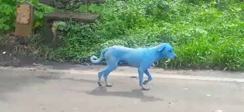 Inde: à cause de la pollution, des chiens deviennent tout bleus !...