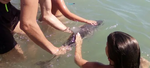 Un bébé dauphin décède à cause de touristes qui souhaitaient le...