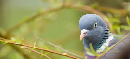 Un pigeon trafiquant de drogue a été abattu par la police argentine...