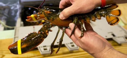 Pollution : un homard tatoué du logo Pepsi, pêché au large du Canada.