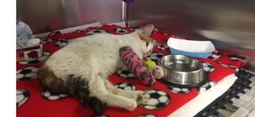 Un Californien traqué sur le net pour avoir torturé un chat !