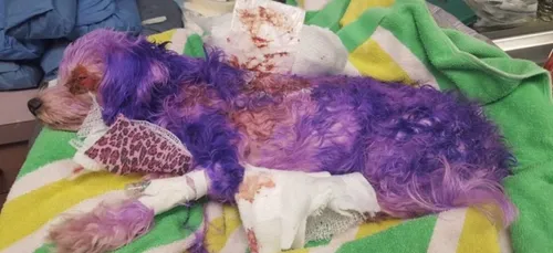 Colorée avec de la teinture pour cheveux, une chienne est sur le...