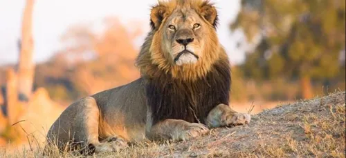 Parti chasser le lion, un chasseur croate se prend finalement une...