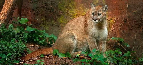 Le puma concolor cougar officiellement déclaré espèce éteinte.