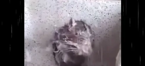 Ce drôle de "rat qui se douche" est en fait en pleine détresse.