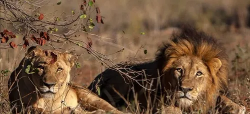 En pleine chasse, un braconnier se fait dévorer par un lion !