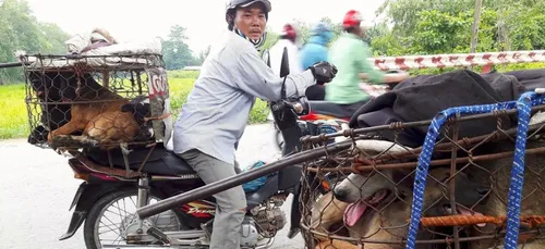 Une terrible vidéo sur la viande de chien au Vietnam choque le...