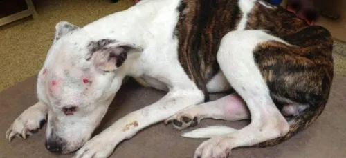 Après avoir tué son chien, un homme écope de prison ferme