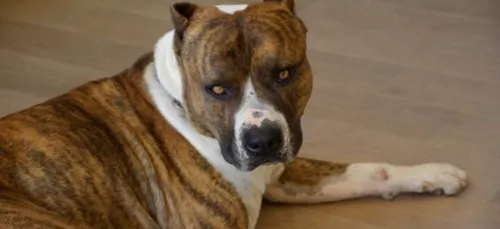 Une mère et son fils meurent, dévorés par leur propre chien