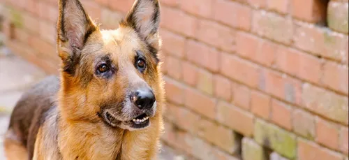 Dans le Sud, quelqu'un s'amuse à asperger les chiens d'acide