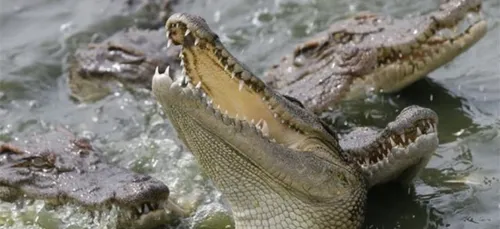 Mexique : excédée, la population jette un violeur aux crocodiles !