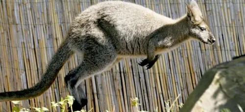 Chine : un kangourou lapidé par des visiteurs pour ne pas avoir sauté