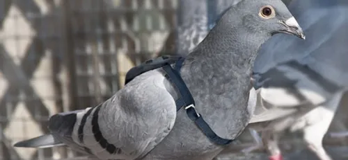 Au Koweït, la police arrête un pigeon voyageur transportant 200...