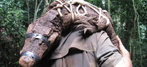 Gabon : découverte de crocodiles orange, coincés depuis 3.000 ans...