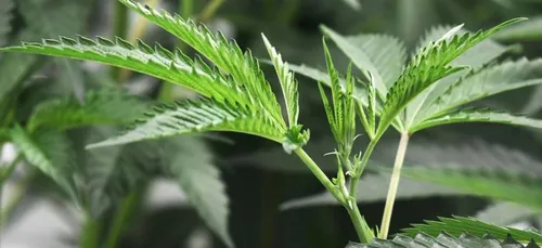 France : la légalisation du cannabis à usage médical, en bonne voie ?