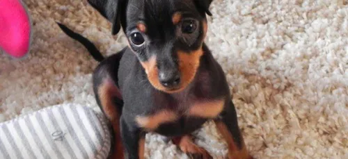 Enervé, il jette son chiot du quatrième étage de son appartement