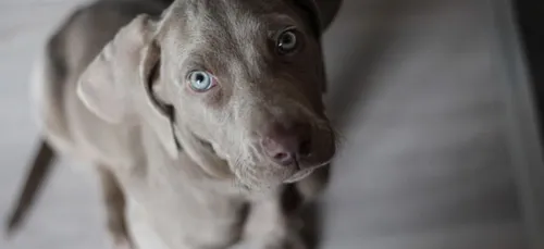 Attention, la salive des chiens et chats serait dangereuse pour...