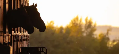 Cheval avenir : de meilleurs lendemains pour les chevaux de courses