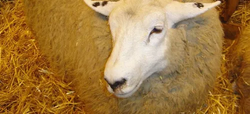 Salon de l’Agriculture 2021 annulé, concours général maintenu