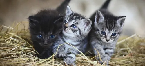 Animaux : bientôt un "certificat de connaissance" pour les nouveaux...