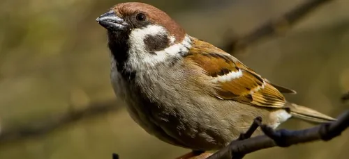 Effondrement du nombre d’oiseaux des villes et des champs depuis 30...