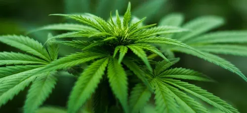 Cannabis : 51% des Français favorables à la dépénalisation