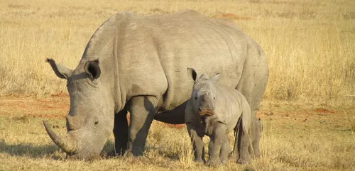 Damien Vergnaud aide les rhinocéros contre le braconnage